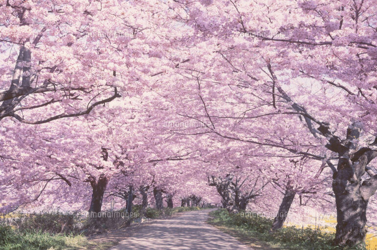 桜並木